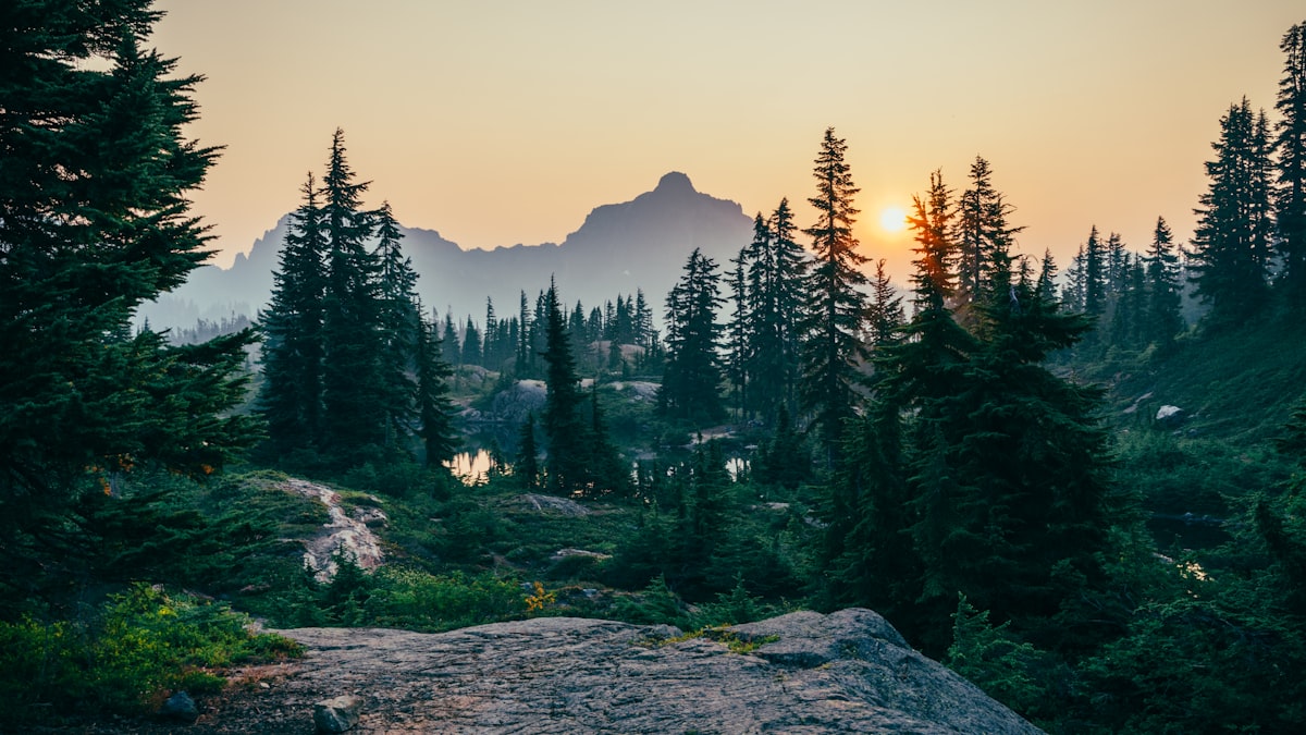 Forest scene